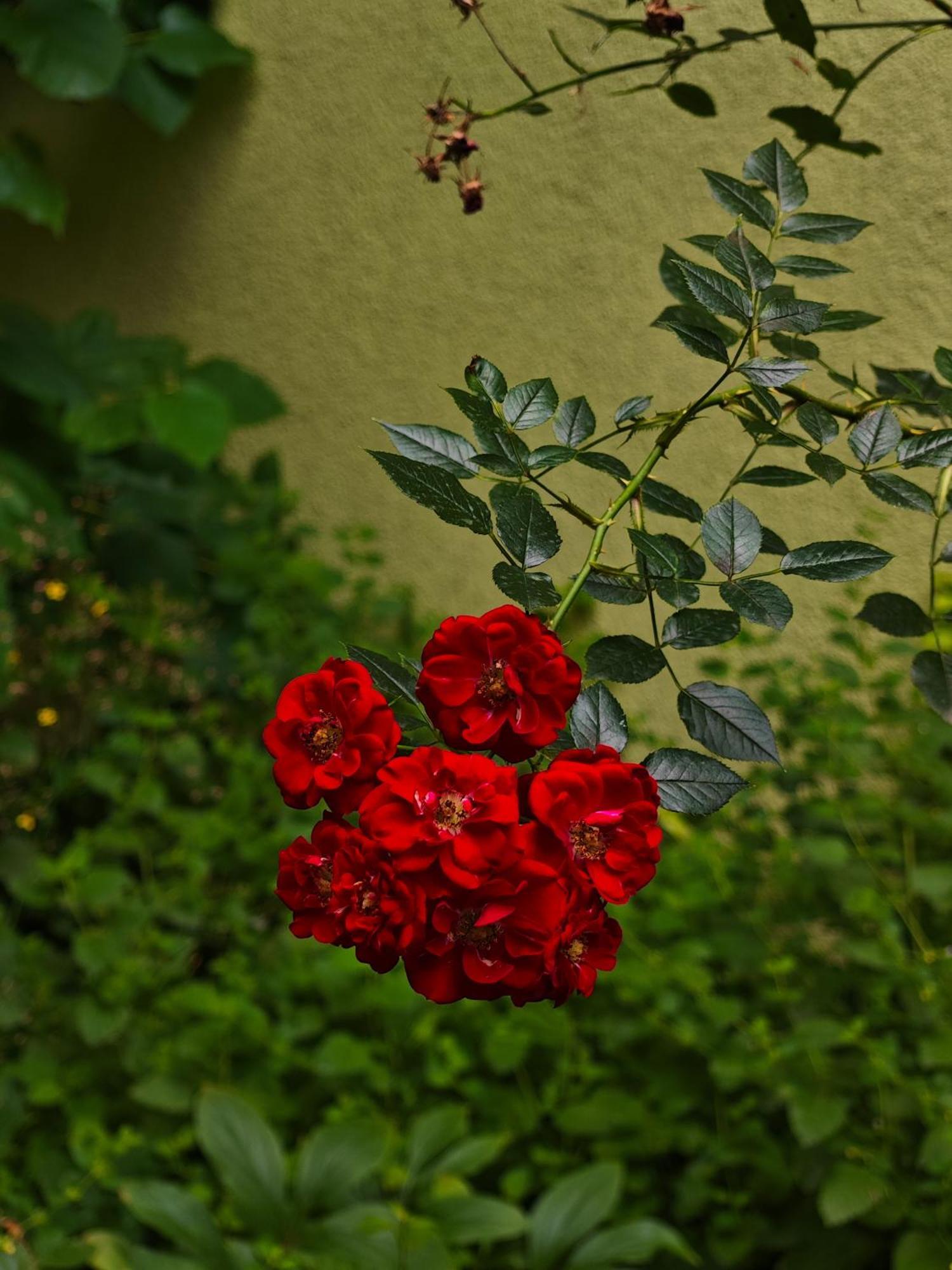 Vintage Room With Garden View Bratislava Luaran gambar